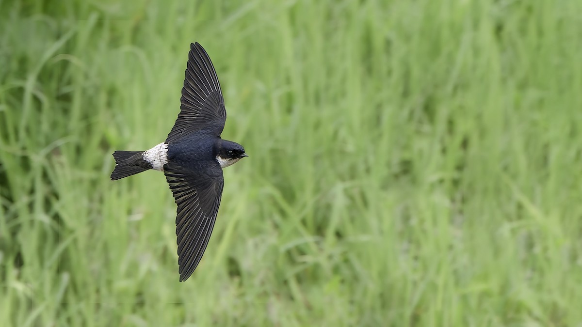 Hirondelle de Bonaparte - ML645536835