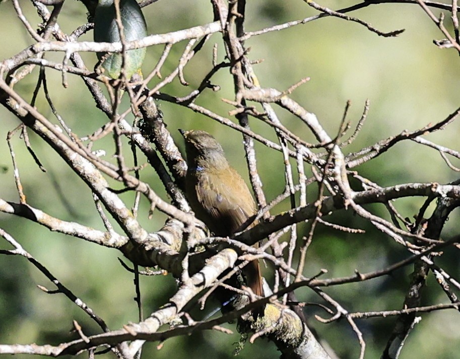 Grand Gobemouche - ML645536836