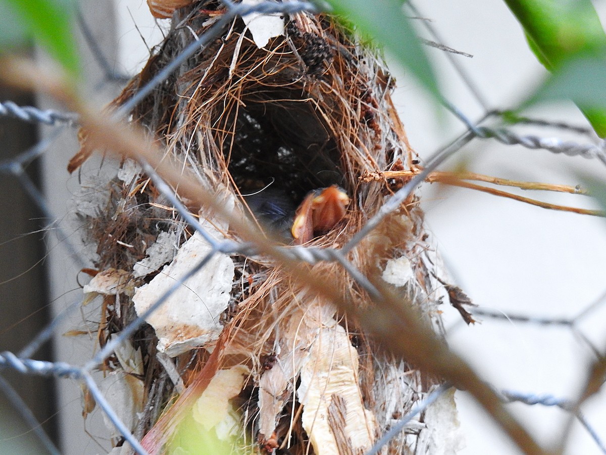 Souimanga à moustaches - ML645536837