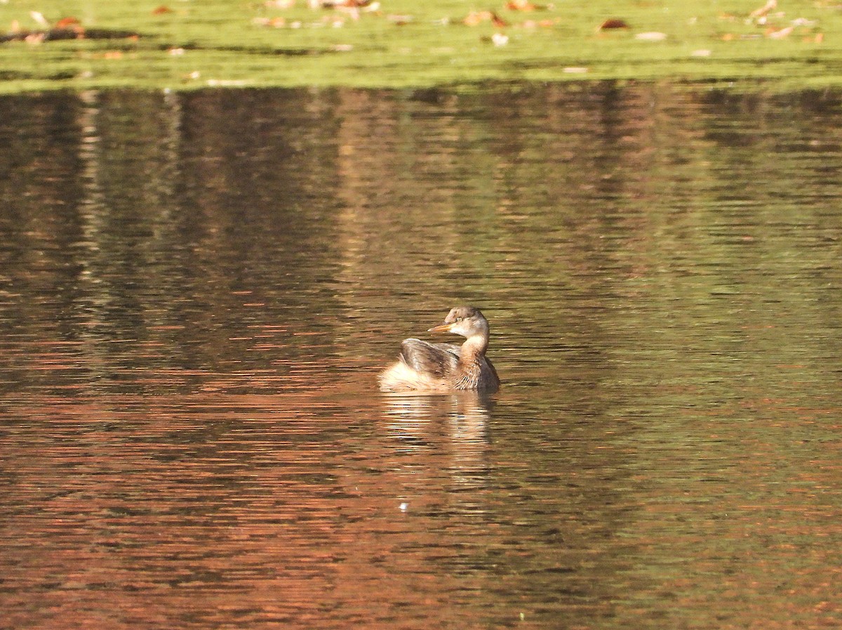Grèbe castagneux (groupe ruficollis) - ML645536838