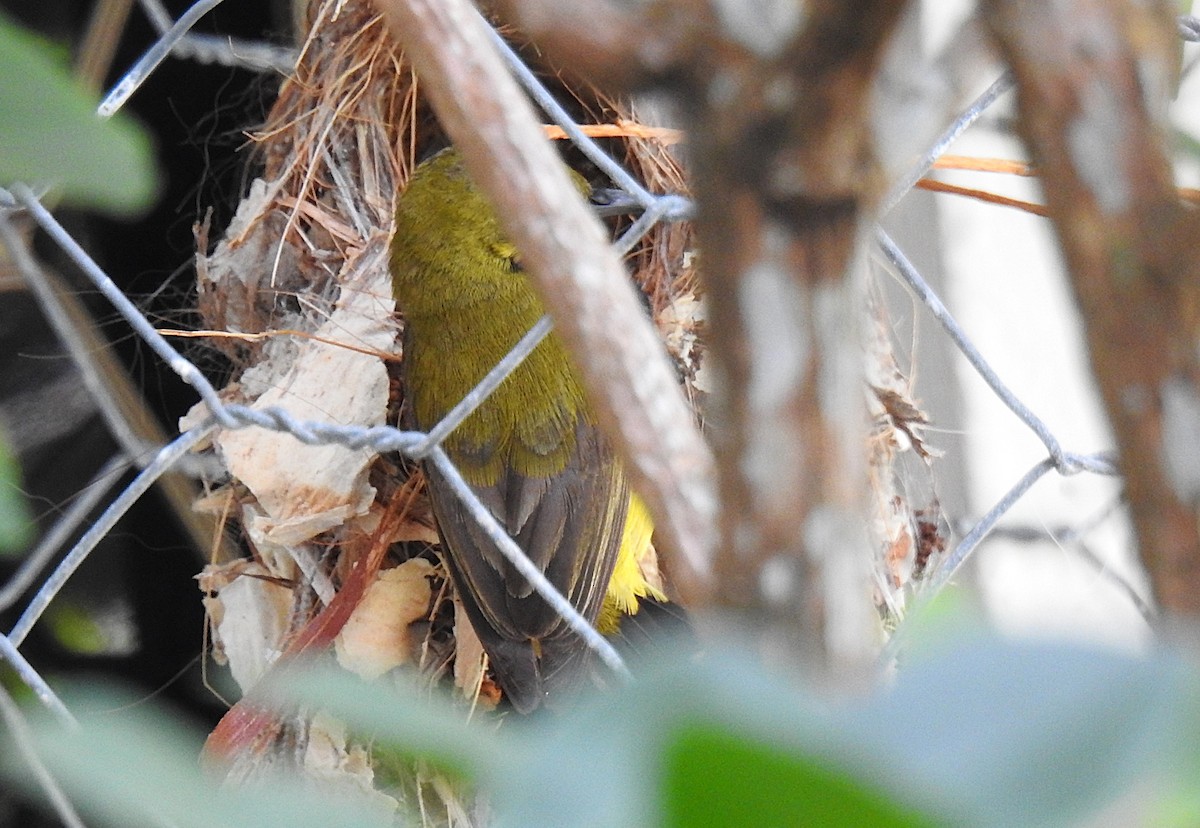 Souimanga à moustaches - ML645536839