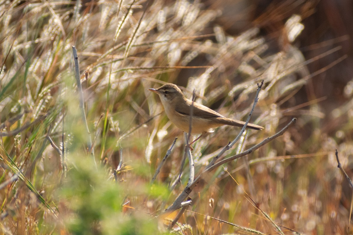 Rousserolle isabelle - ML645536840