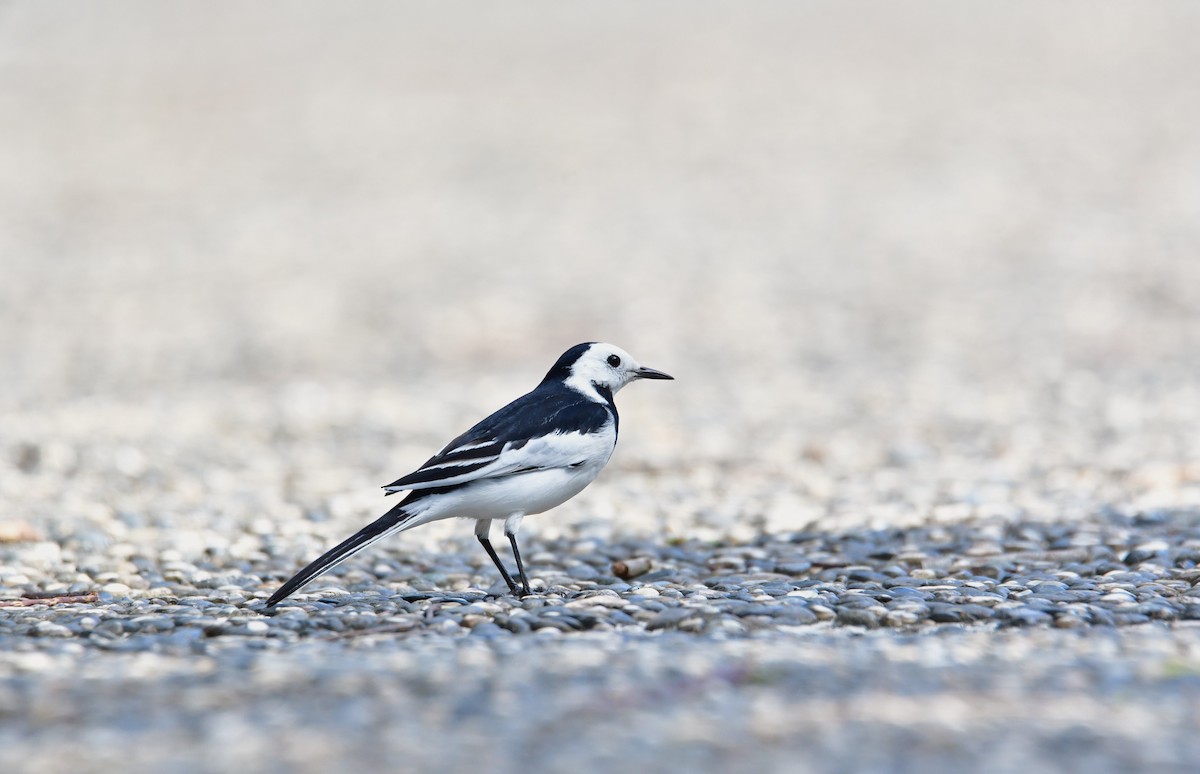 Bergeronnette grise - ML645536843