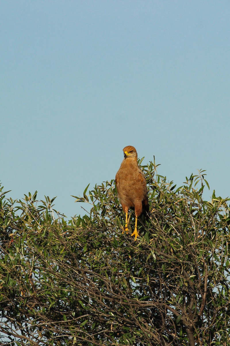 Buse roussâtre - ML645536844