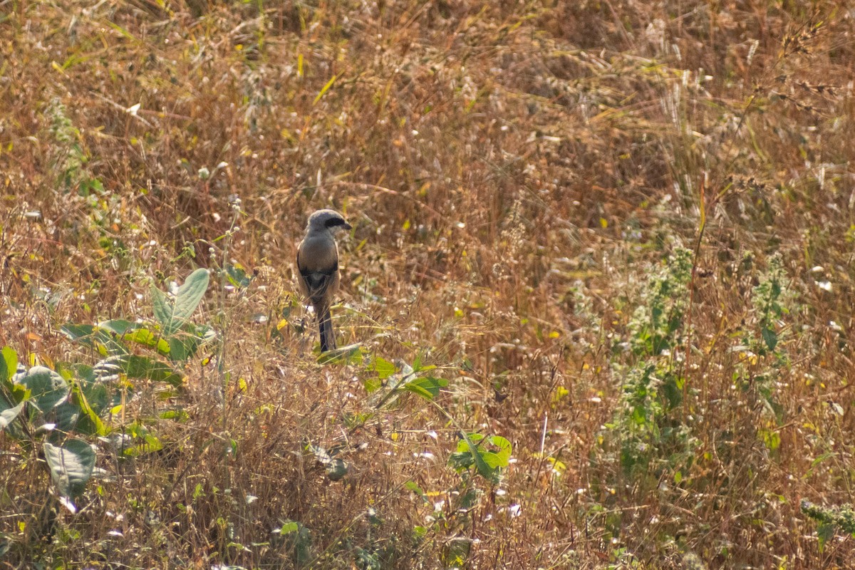 Pie-grièche schach - ML645536845