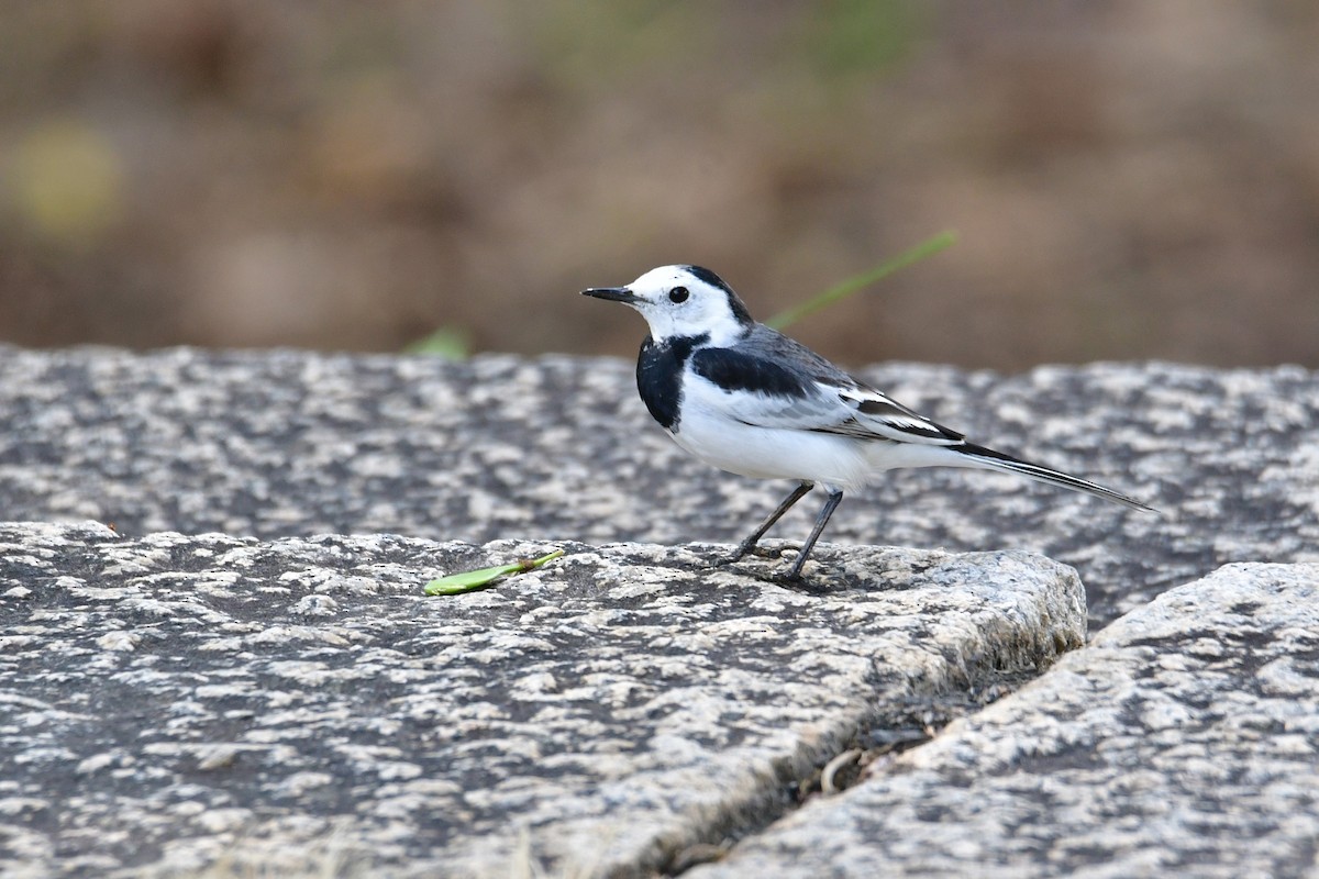 Bergeronnette grise - ML645536847