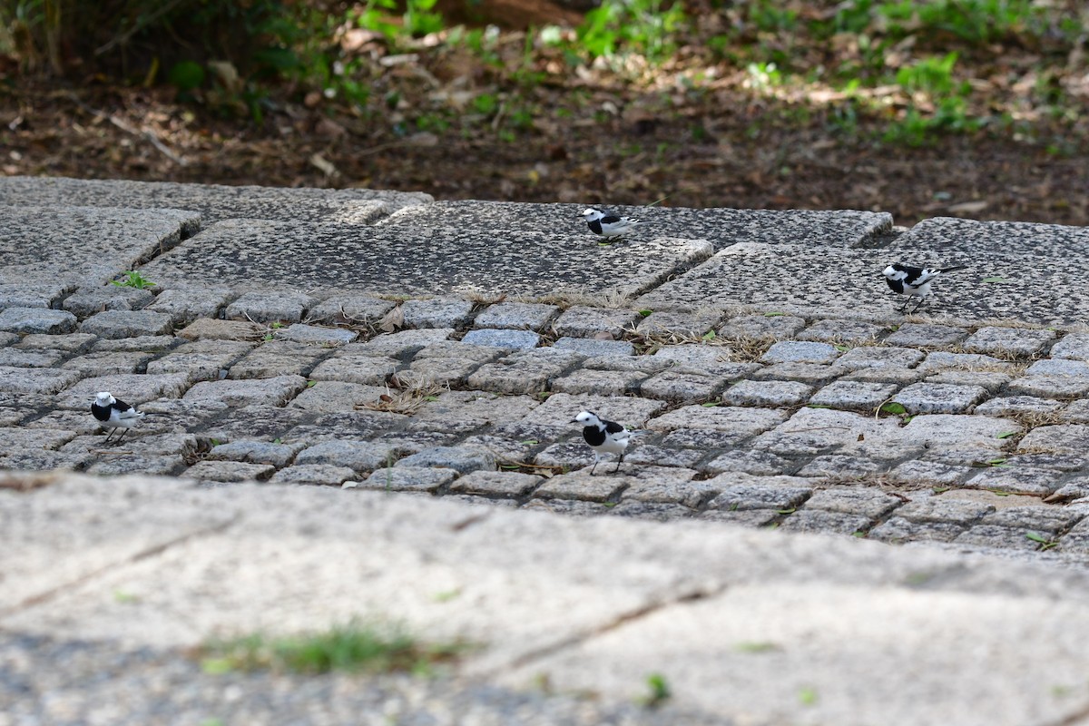 Bergeronnette grise - ML645536848