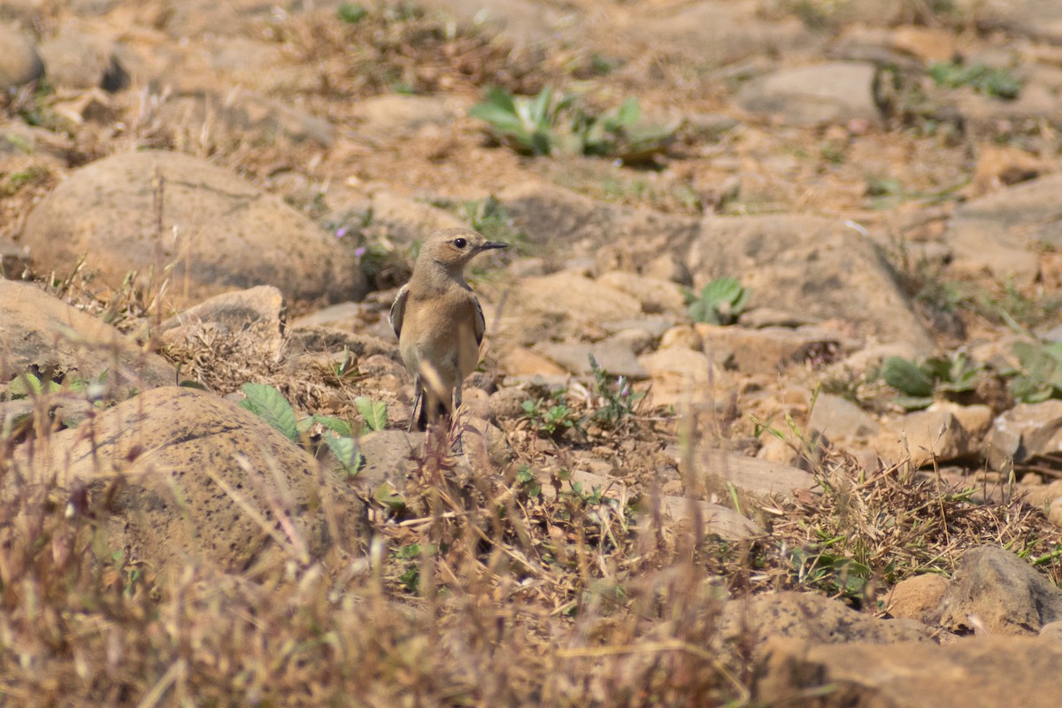 Traquet du désert - ML645536849
