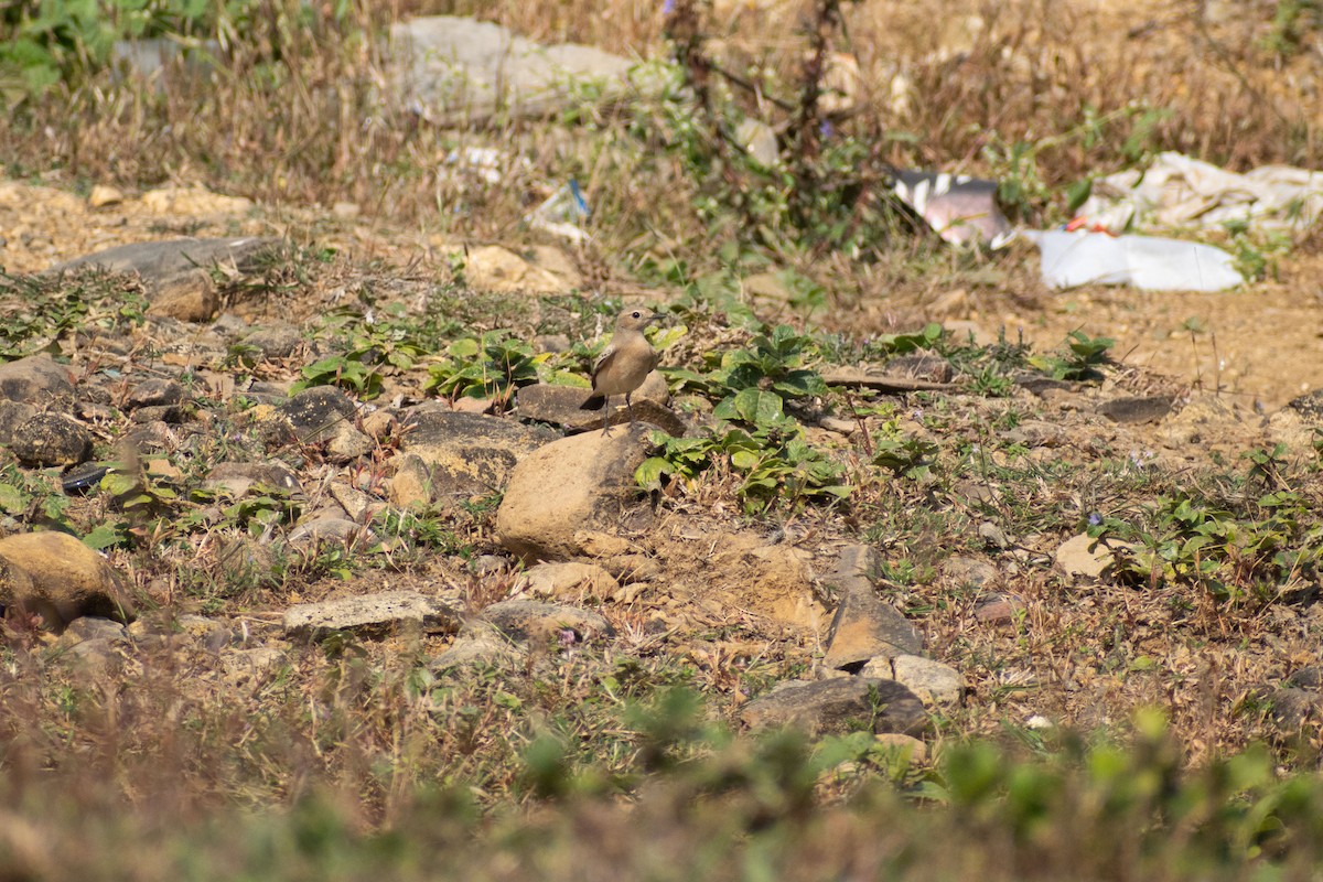 Traquet du désert - ML645536850