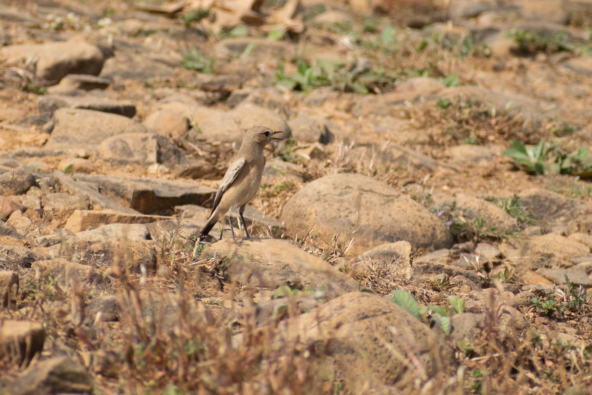 Traquet du désert - ML645536851