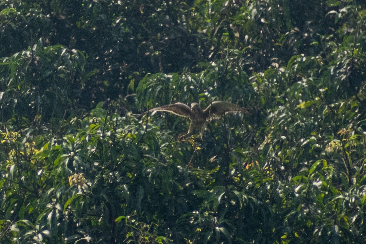 Busautour aux yeux blancs - ML645536852