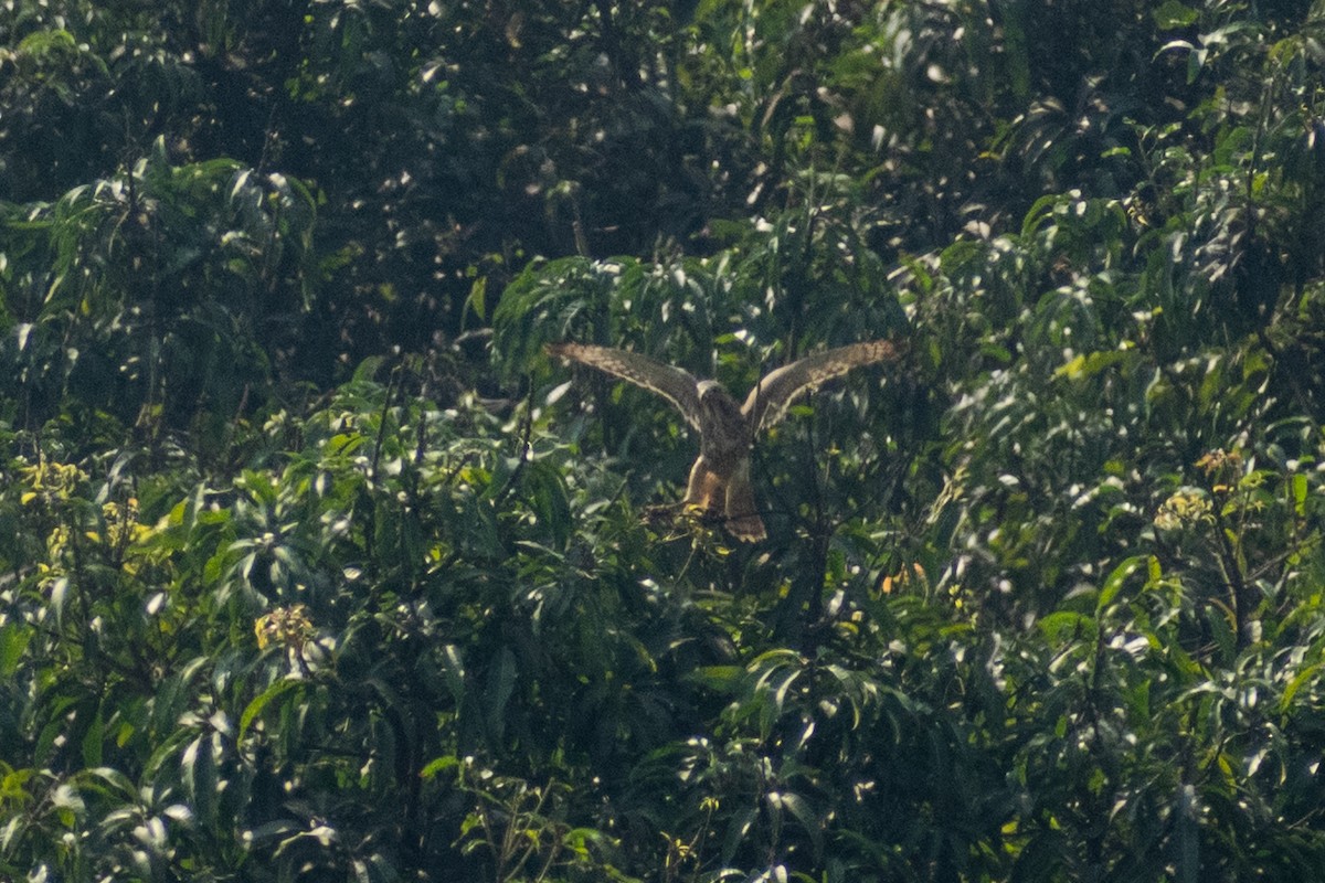 Busautour aux yeux blancs - ML645536853