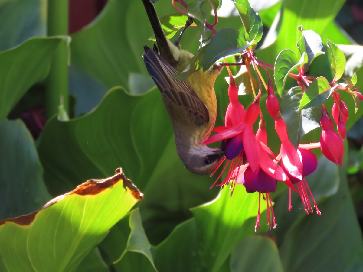 ブロンズオナガタイヨウチョウ - ML645536854