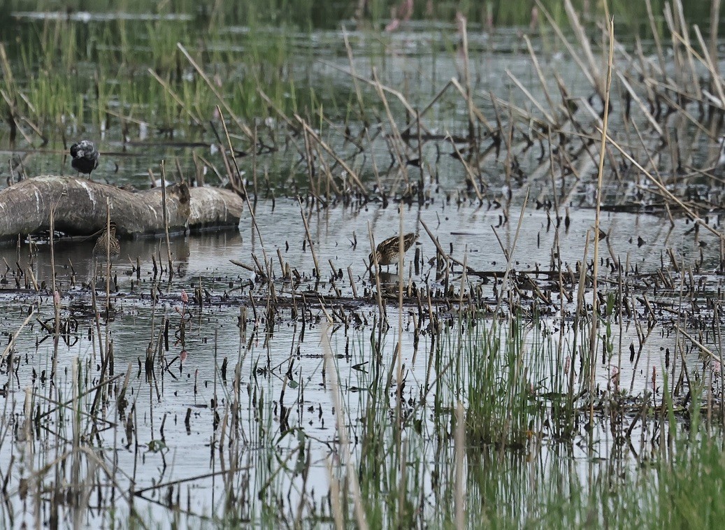 Bécassine des marais - ML645536855