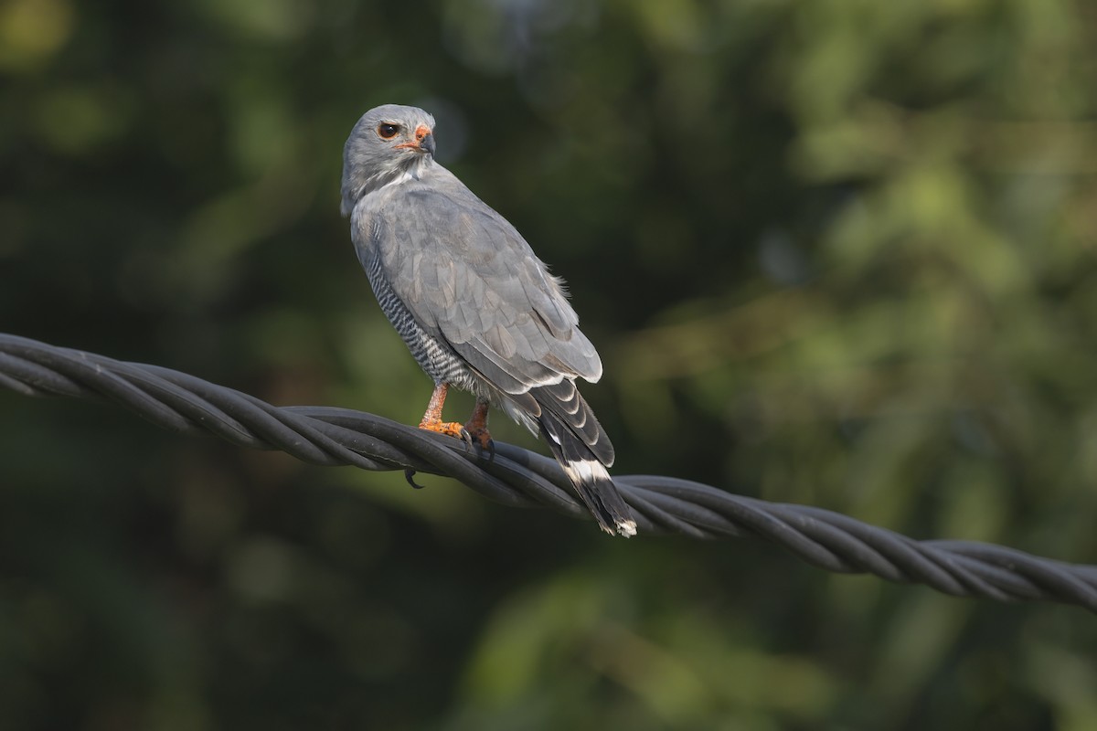 トカゲノスリ - ML645536856