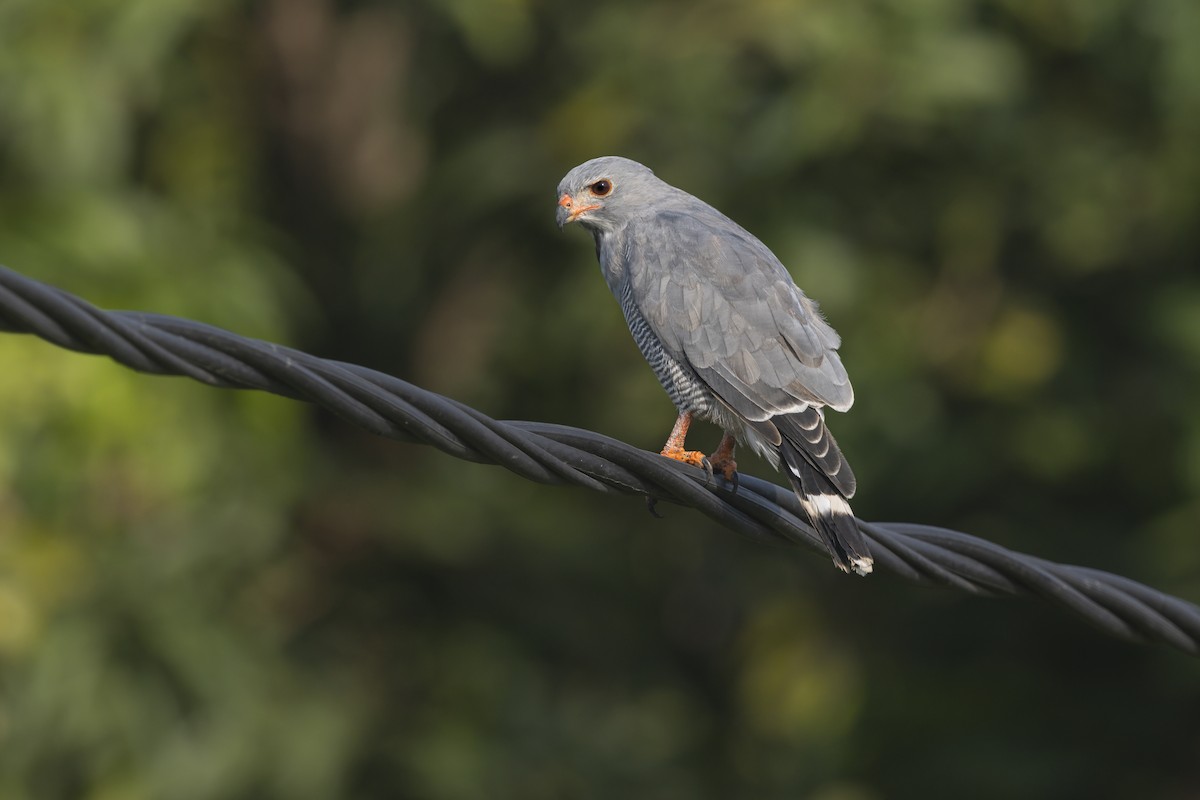 トカゲノスリ - ML645536857