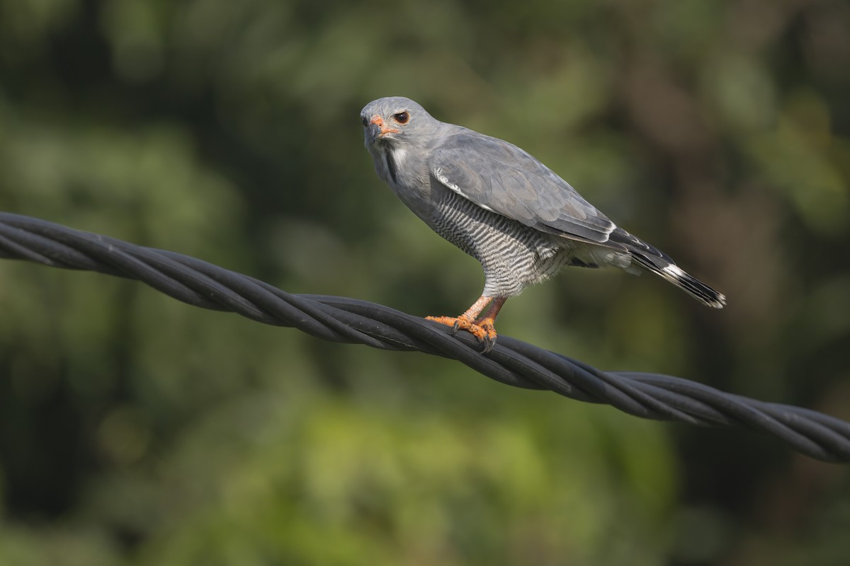 トカゲノスリ - ML645536859