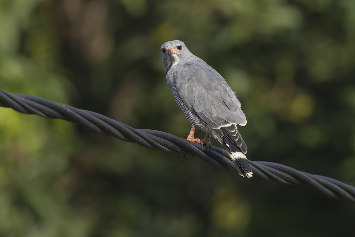 トカゲノスリ - ML645536860