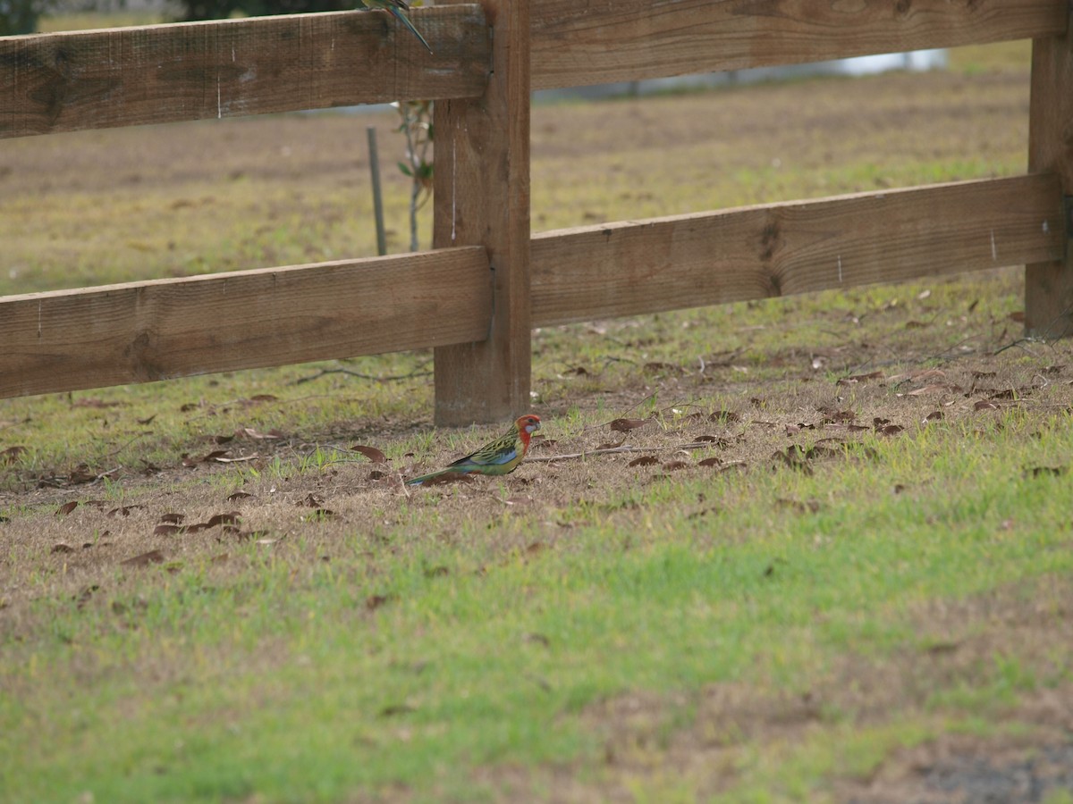 Perruche omnicolore - ML645536861