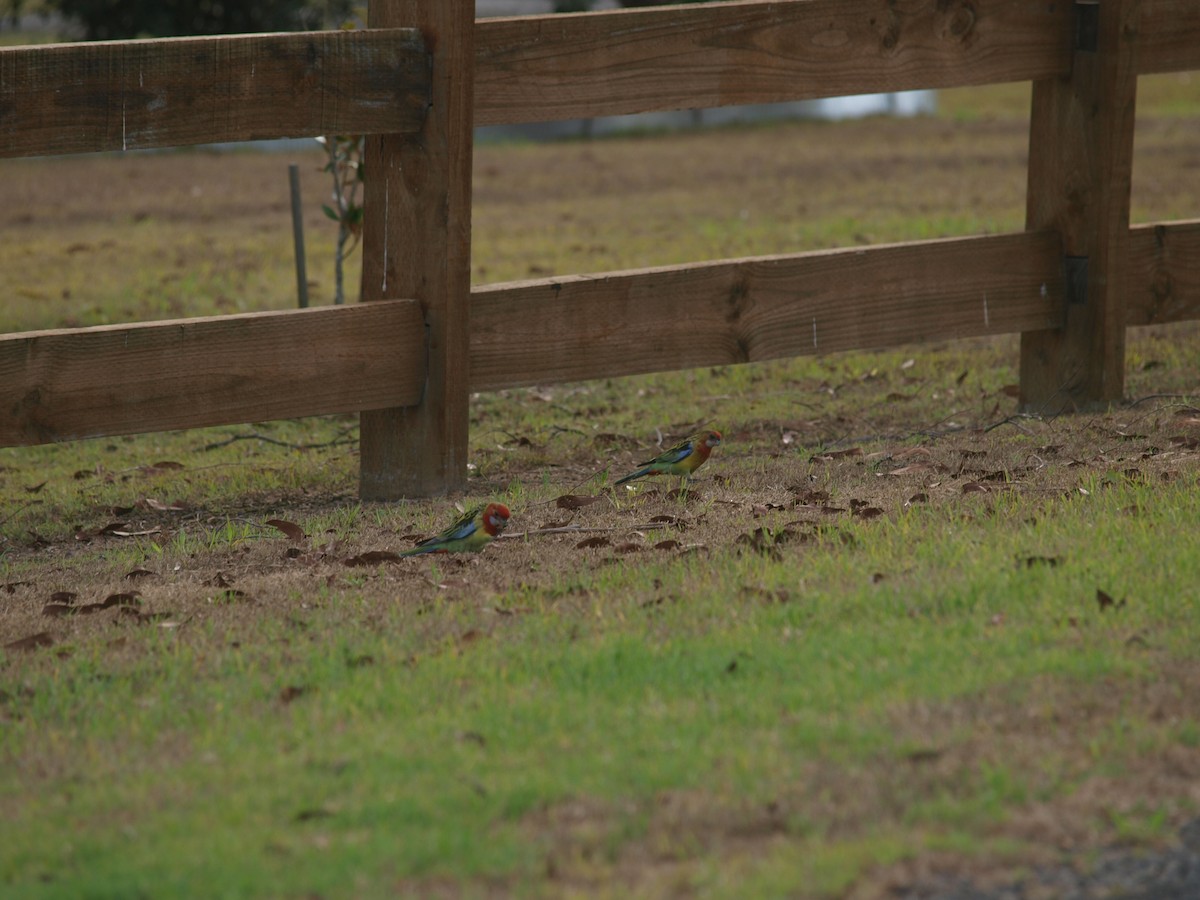 Perruche omnicolore - ML645536862