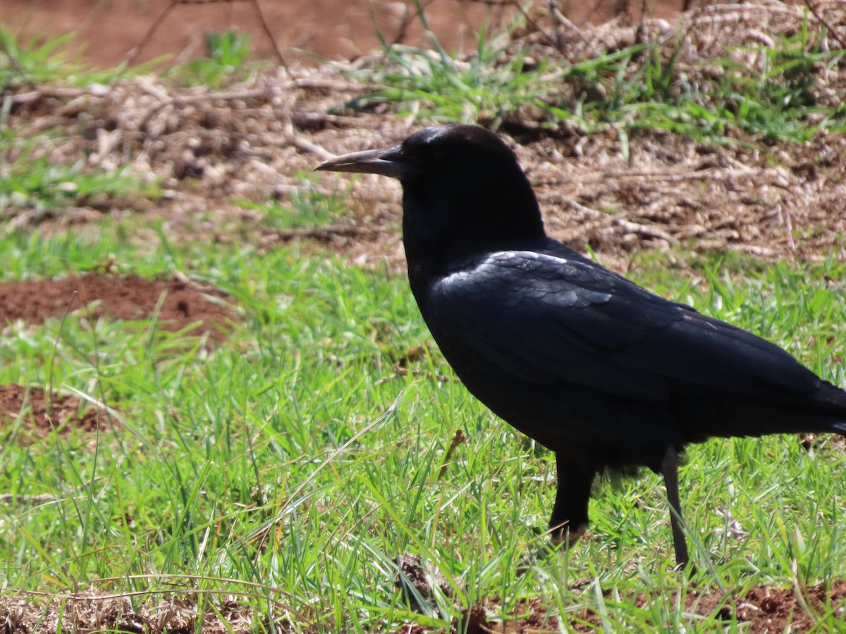 ツルハシガラス - ML645536868