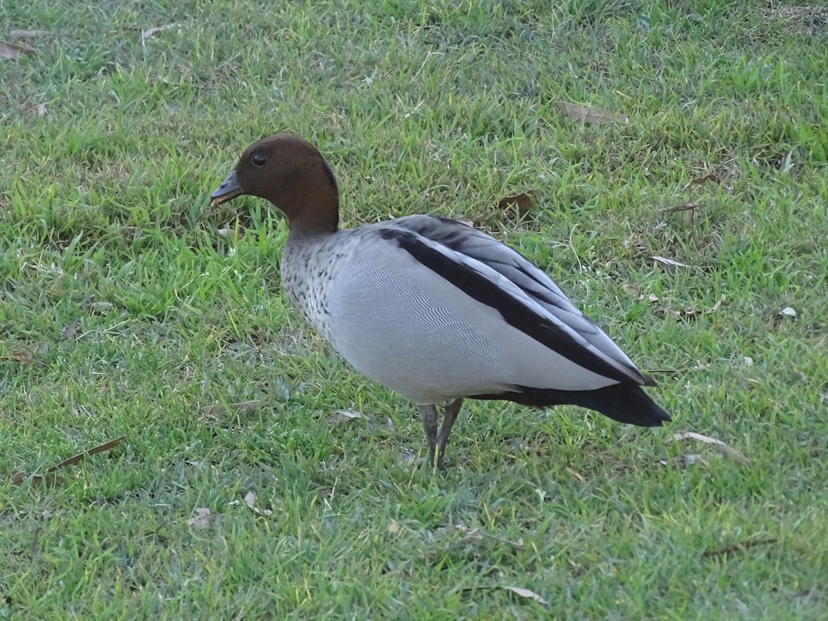 タテガミガン - ML645536869