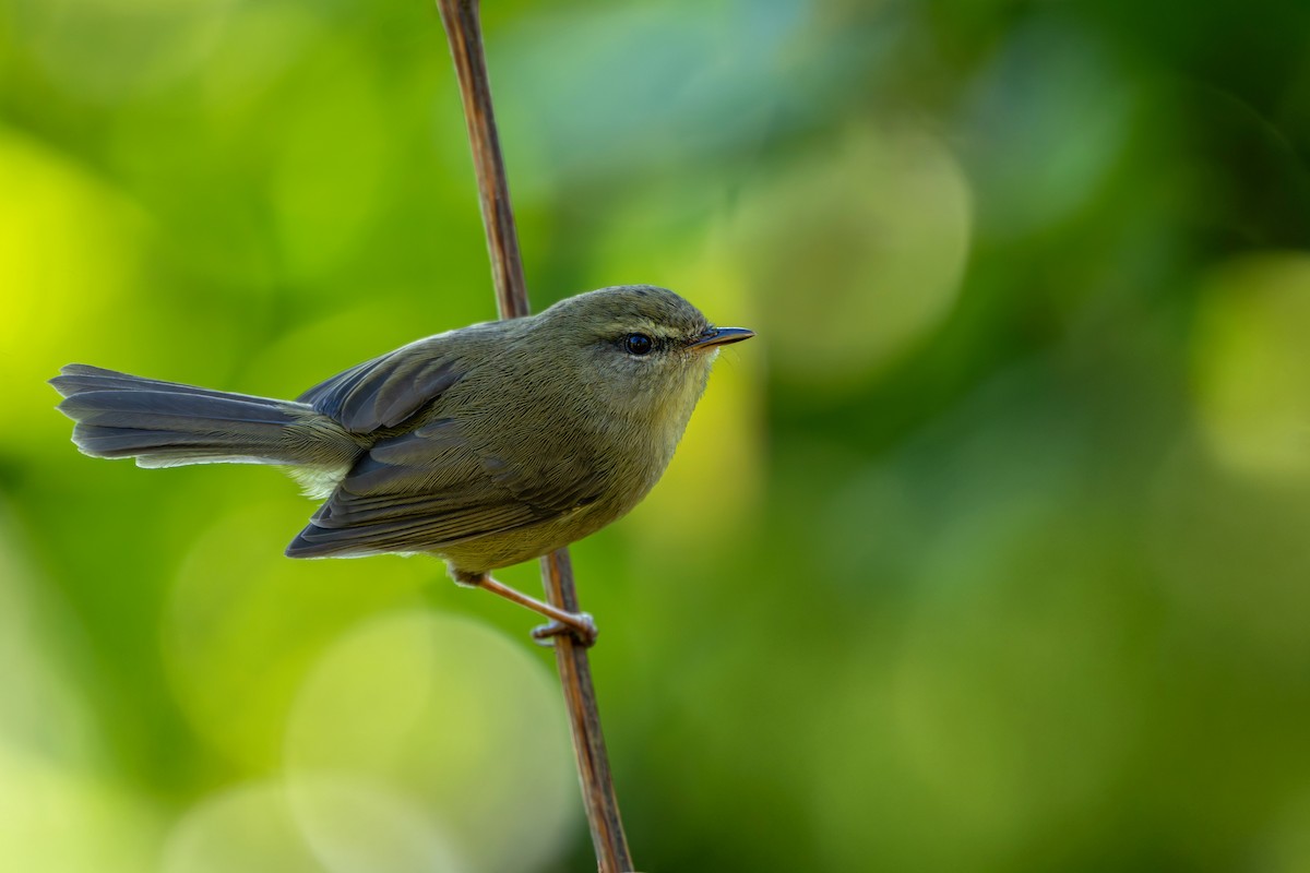 キバラウグイス - ML645536870