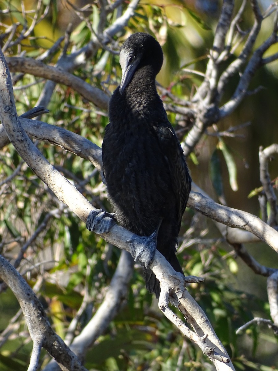 ミナミクロヒメウ - ML645536871