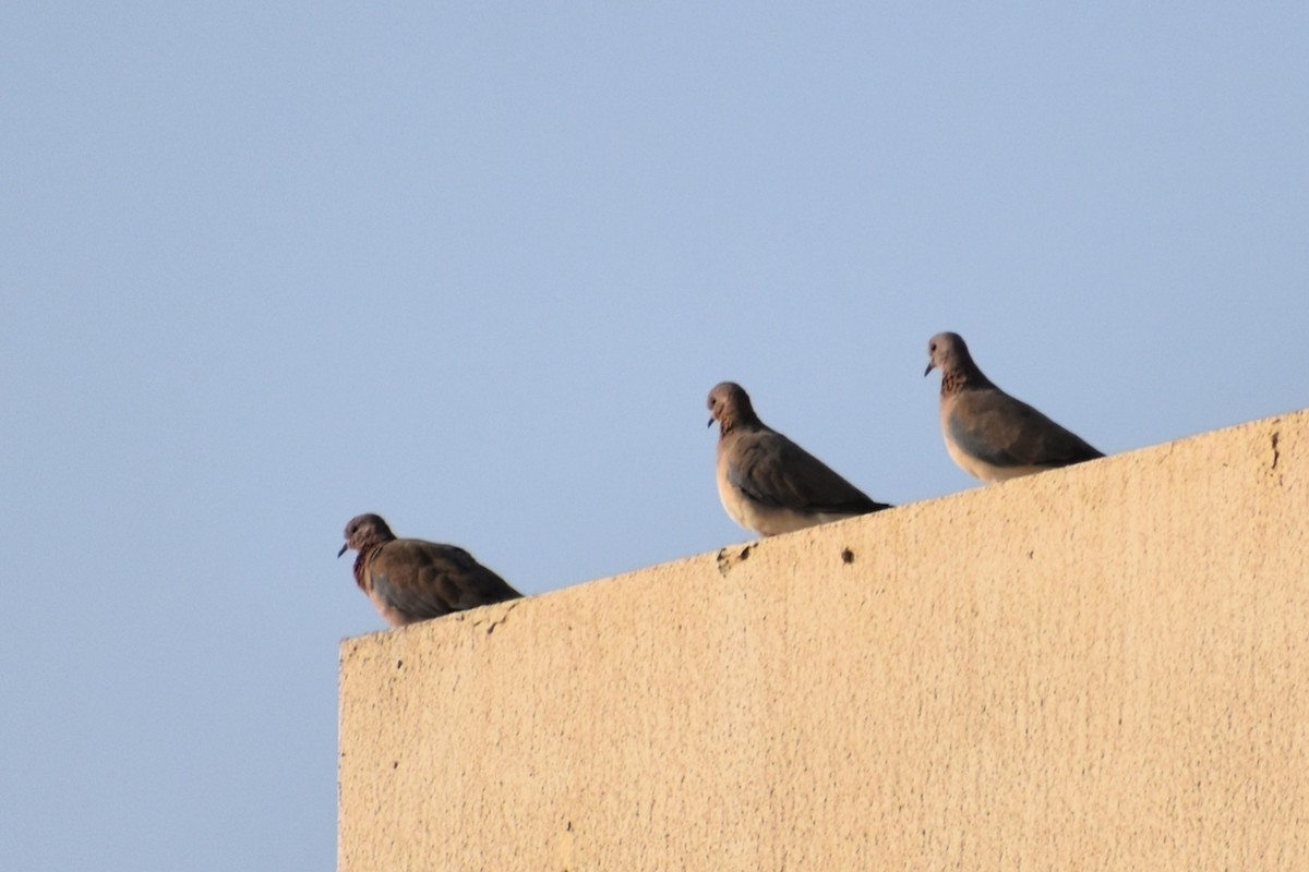 ワライバト - ML645536878