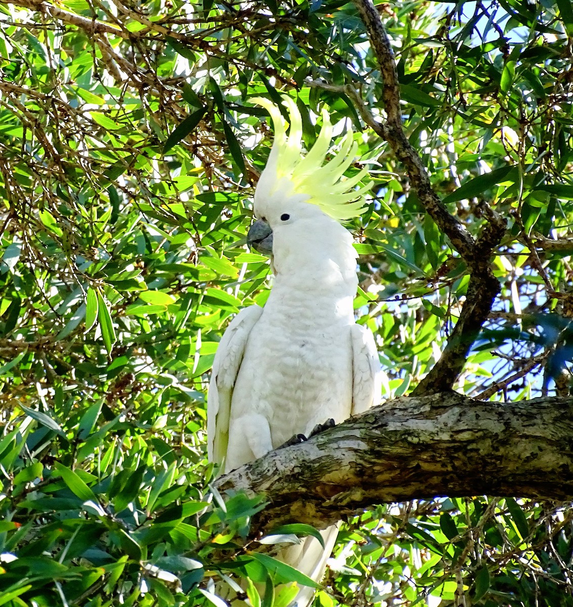 キバタン - ML645536879