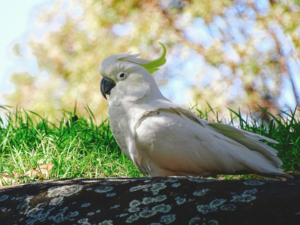 キバタン - ML645536880