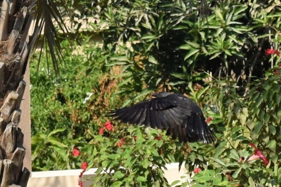 イエガラス - ML645536882