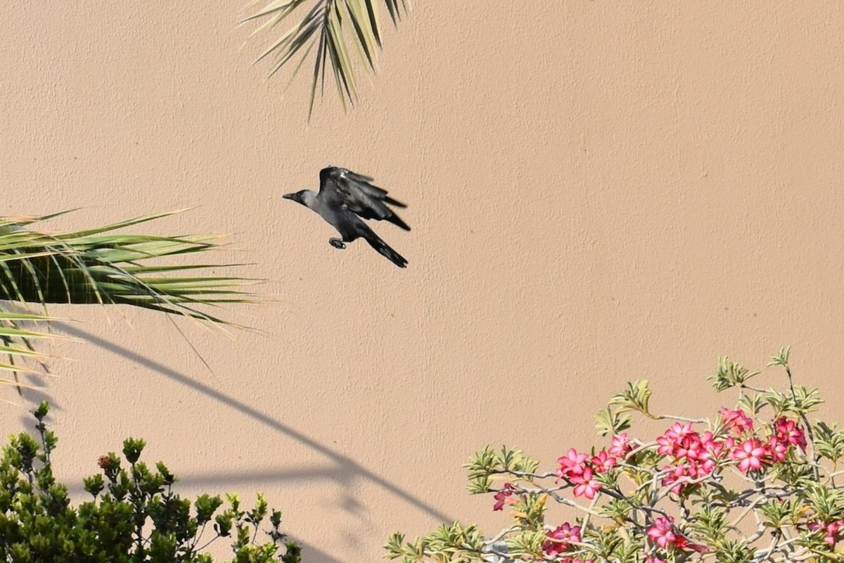 イエガラス - ML645536883