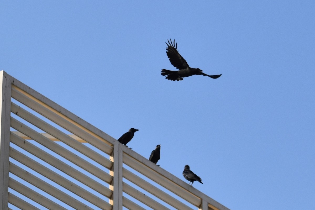 イエガラス - ML645536884