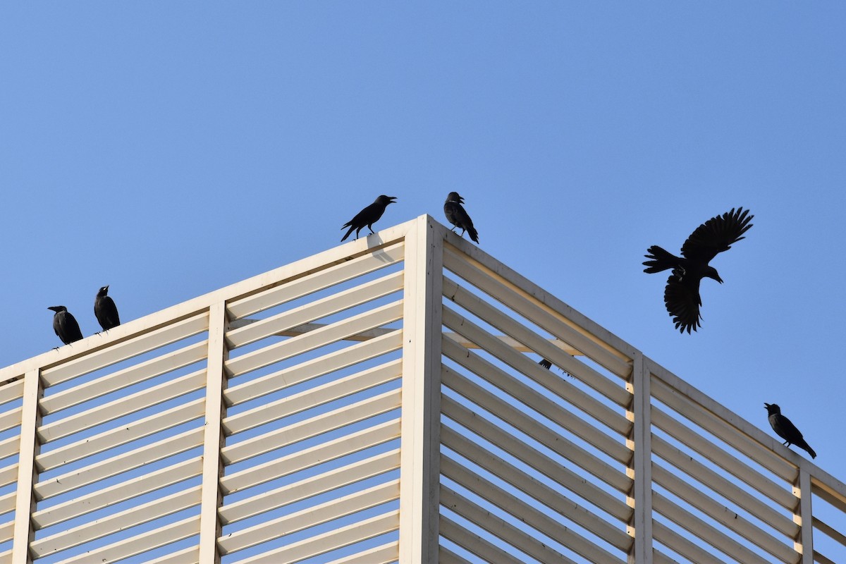 イエガラス - ML645536885