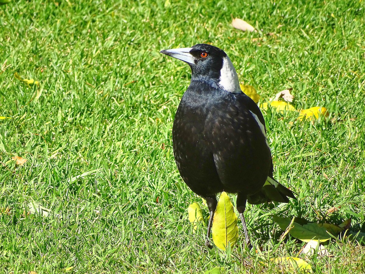 カササギフエガラス - ML645536886