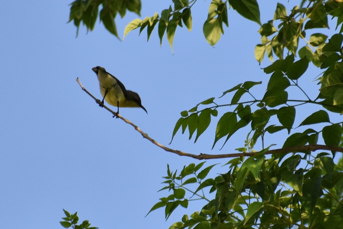 ムラサキタイヨウチョウ - ML645536887