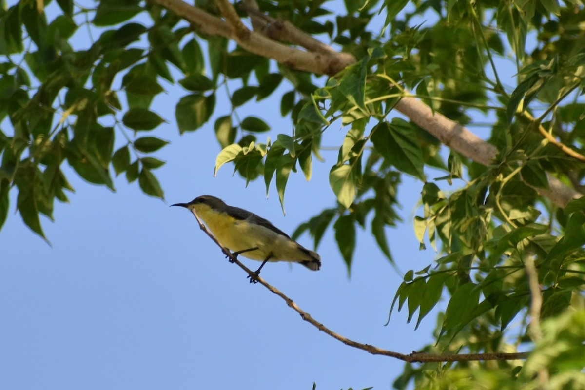 ムラサキタイヨウチョウ - ML645536888
