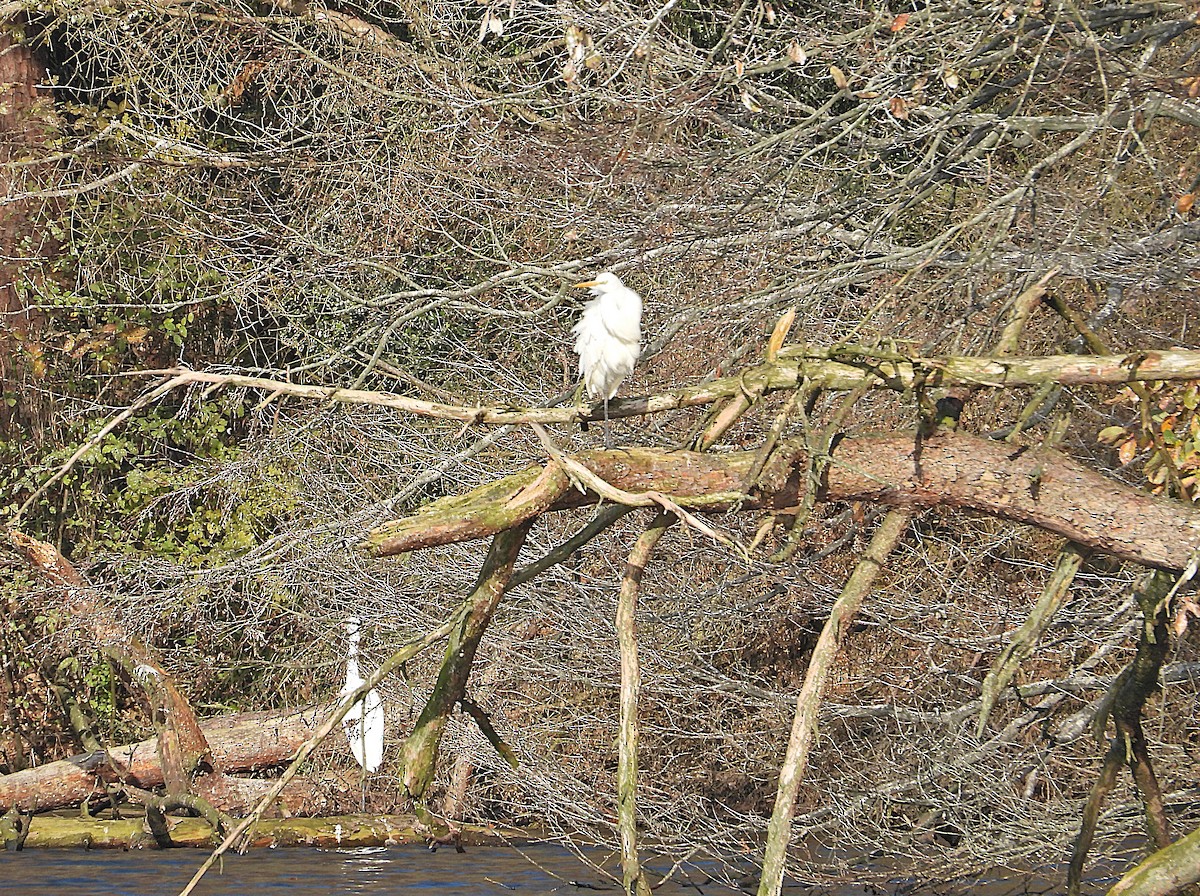 ダイサギ - ML645536889