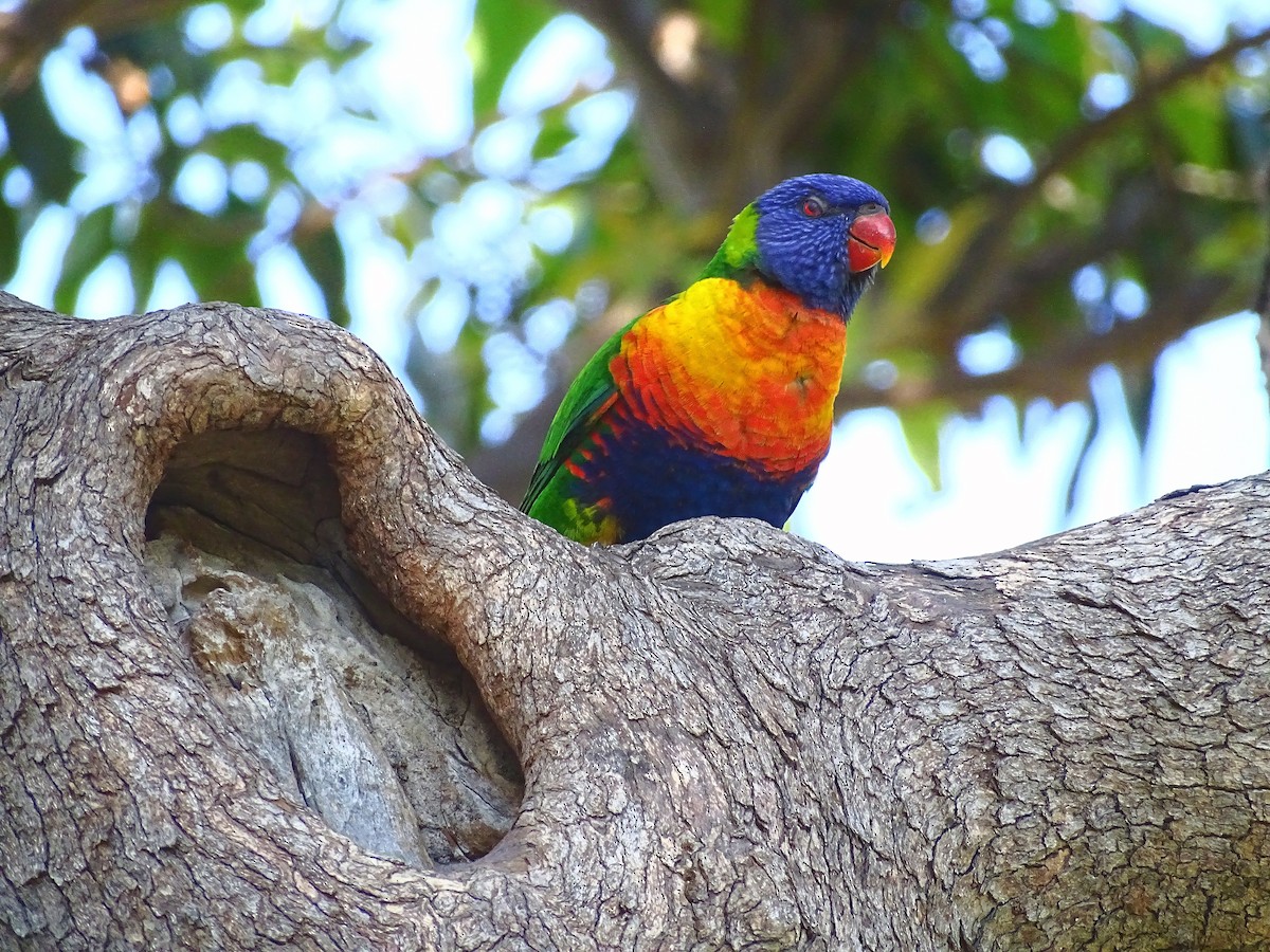 オーストラリアゴシキセイガイインコ - ML645536890