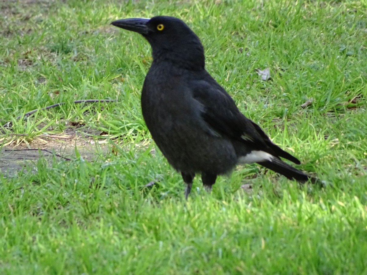 フエガラス - ML645536895