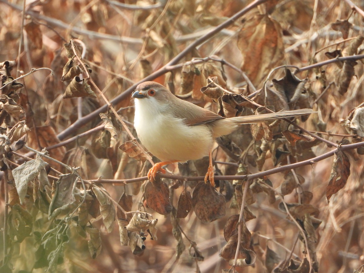 Yellow-eyed Babbler - ML645536896