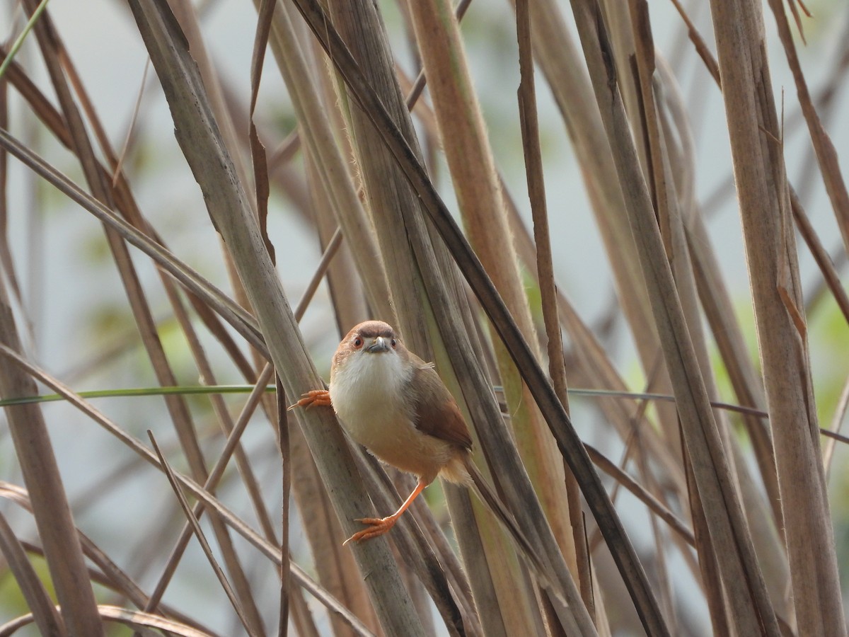 Yellow-eyed Babbler - ML645536897