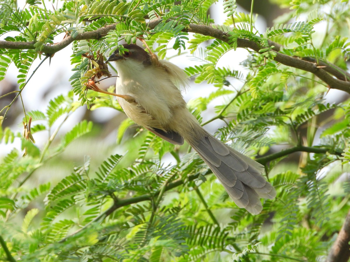 Yellow-eyed Babbler - ML645536898