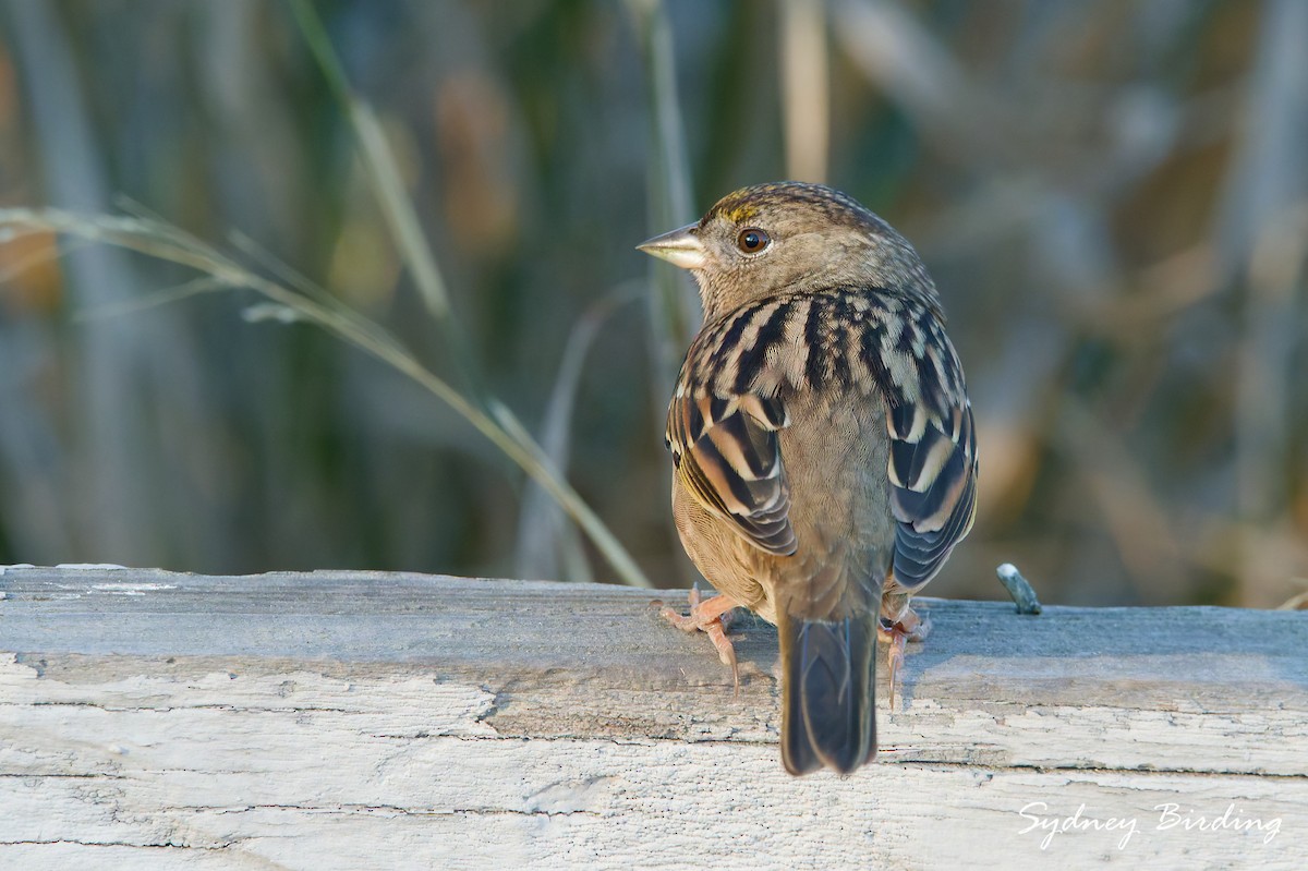 キガシラシトド - ML645536899