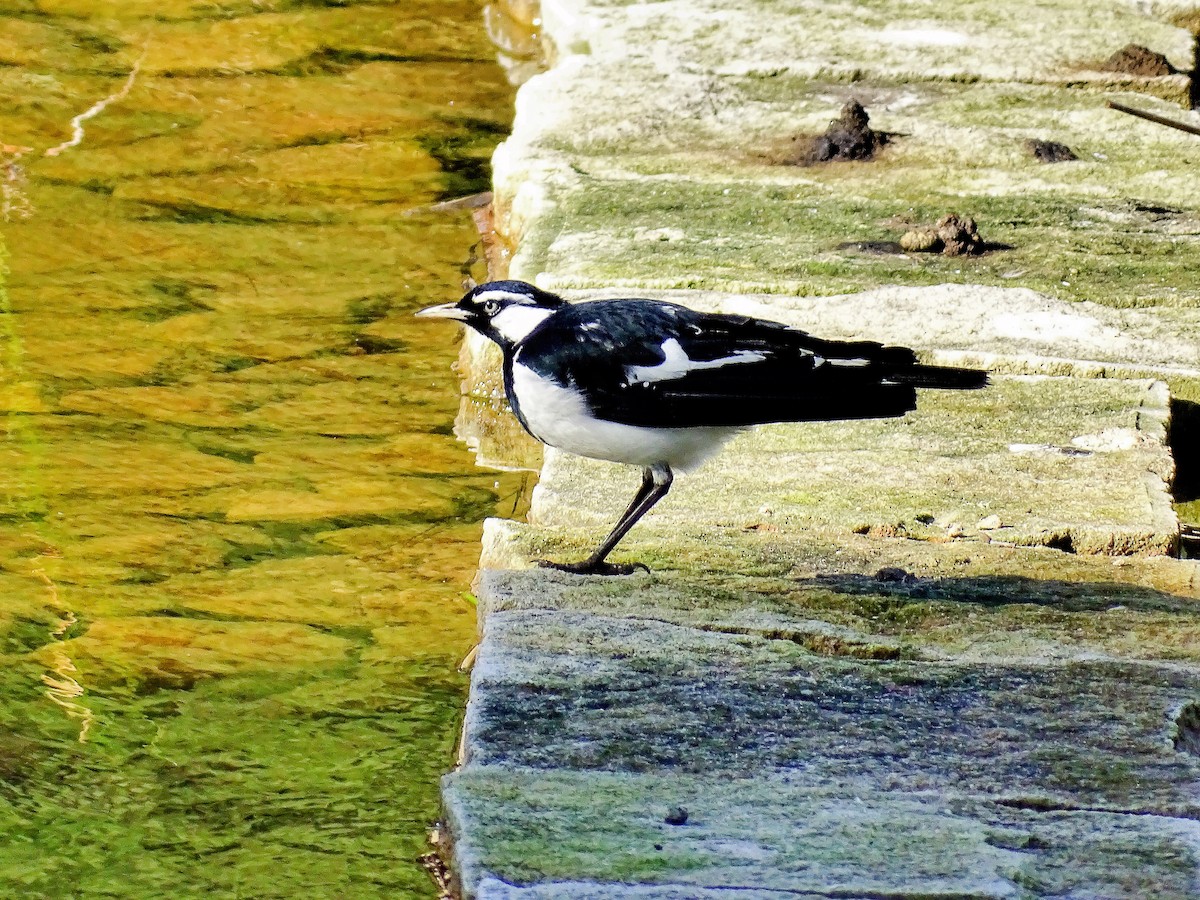 ツチスドリ - ML645536900