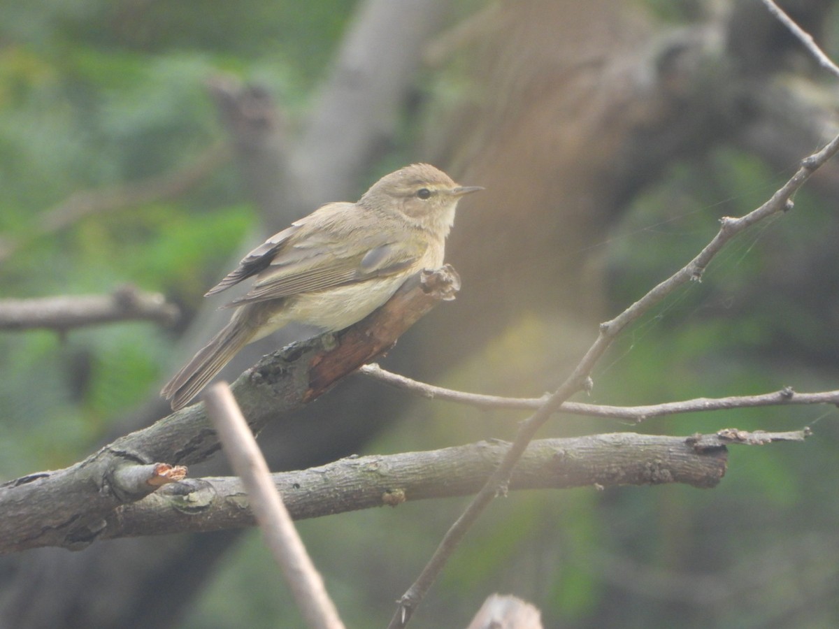 チフチャフ - ML645536901