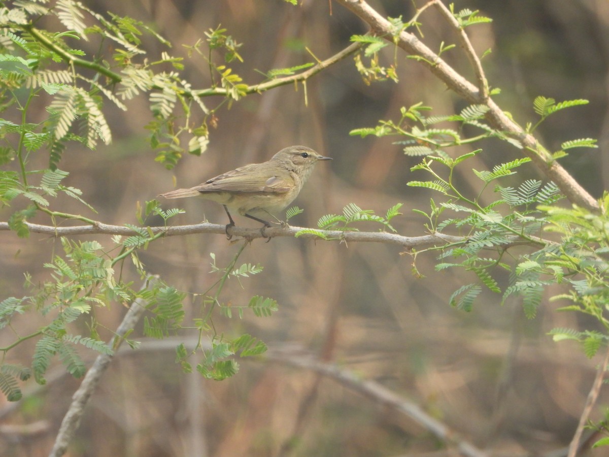 チフチャフ - ML645536902