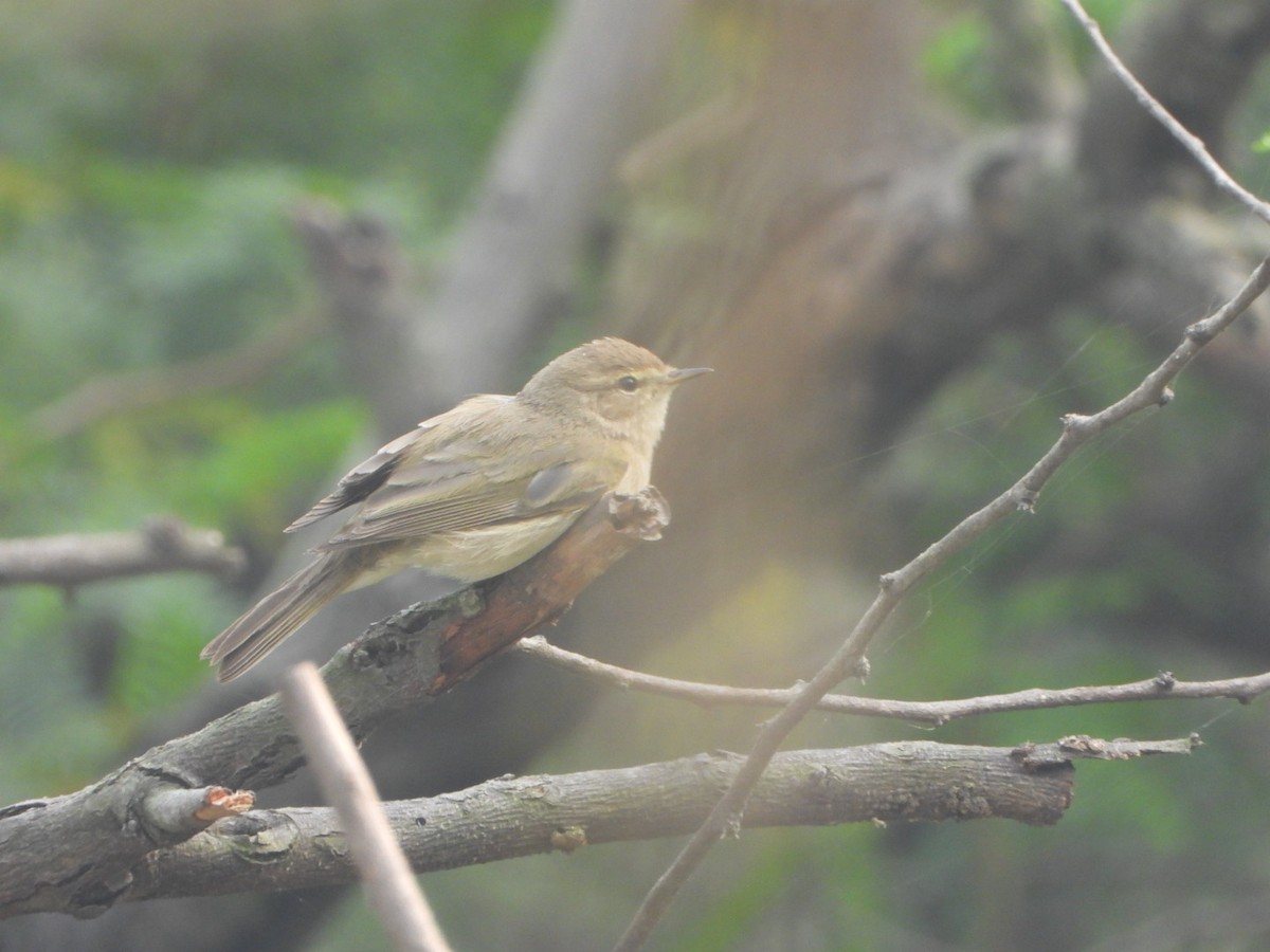 チフチャフ - ML645536903