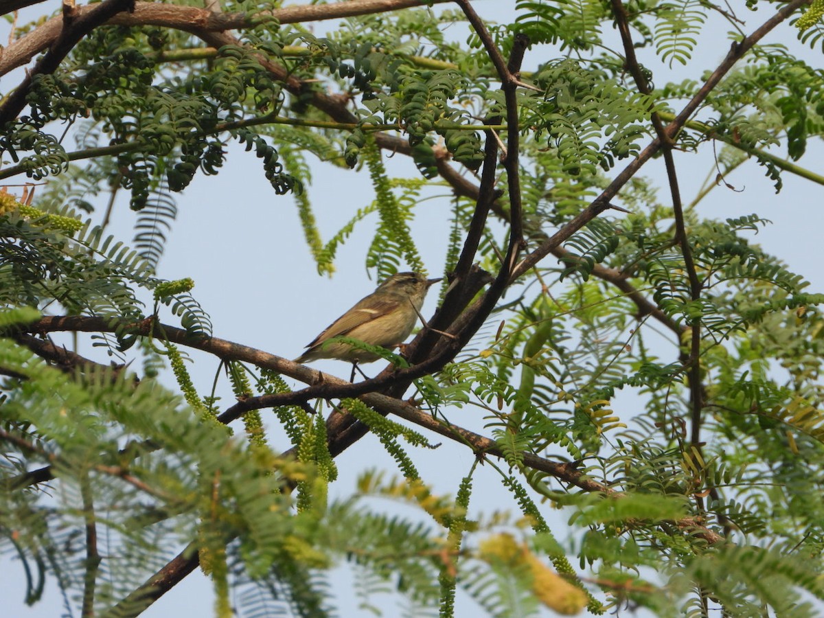 バフマユムシクイ - ML645536904